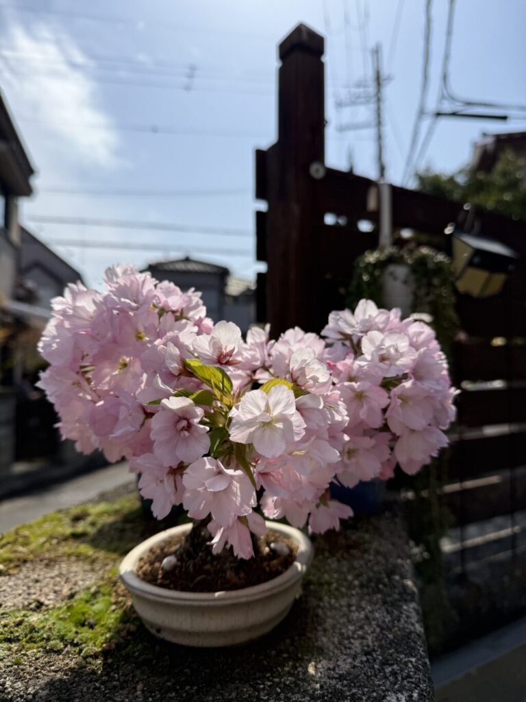 旭山桜