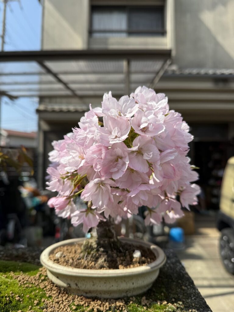 旭山桜