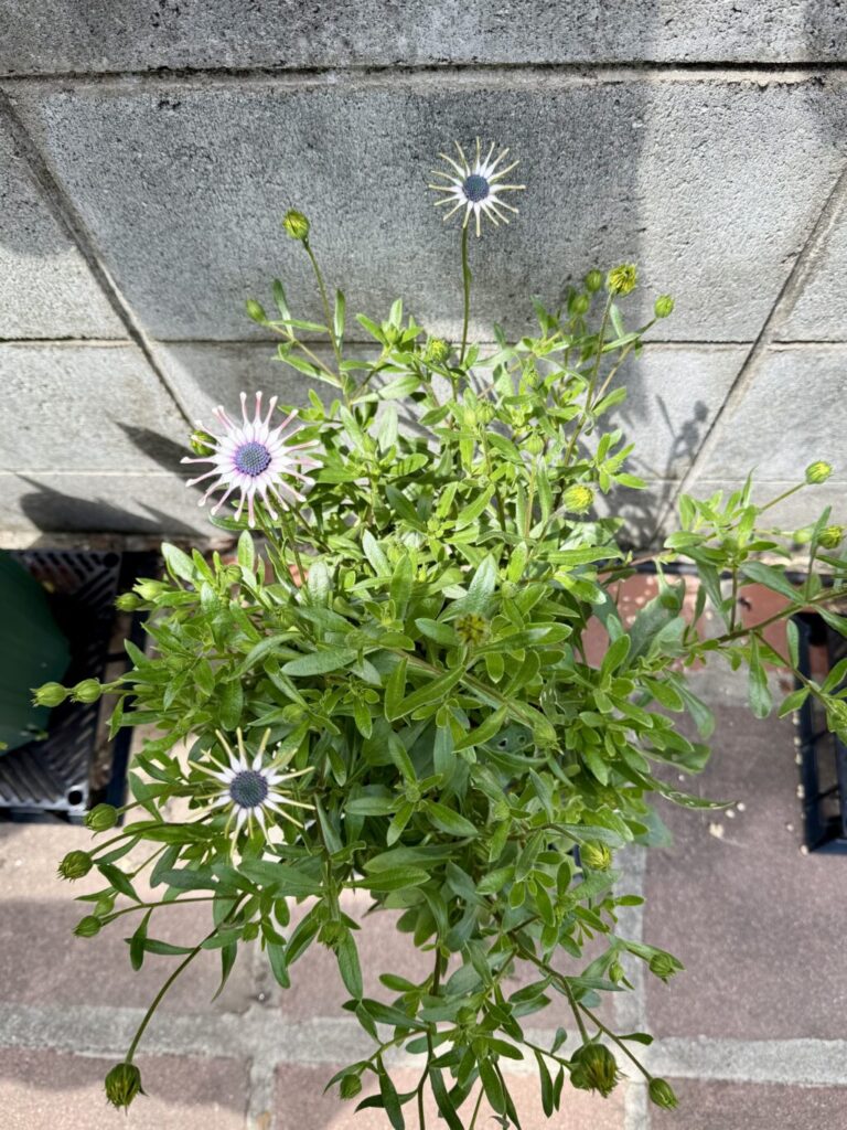 オステオスペルマム・サニーフィリップ