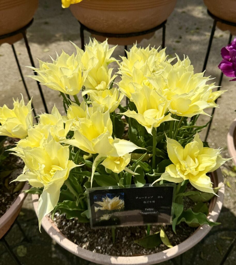 加西市フラワーセンター