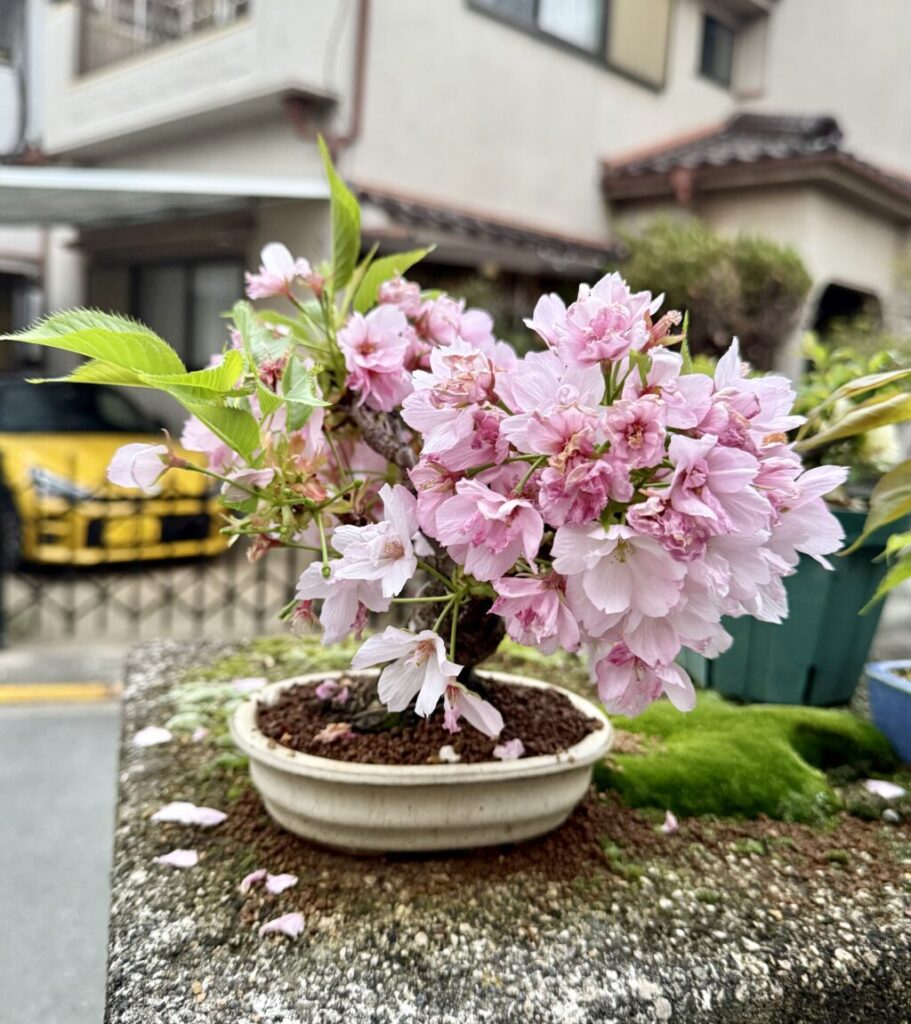旭山桜