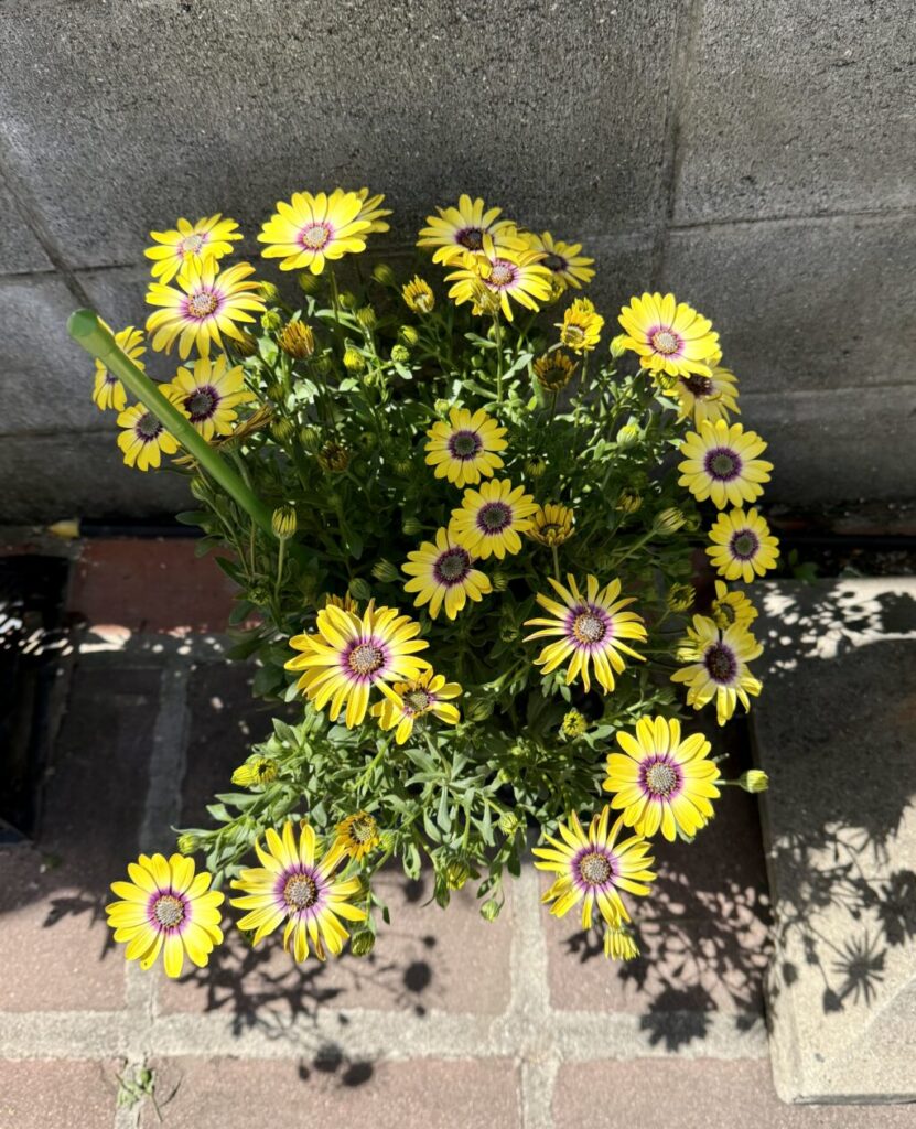 オステオスペルマム・ブルーアイビューティー