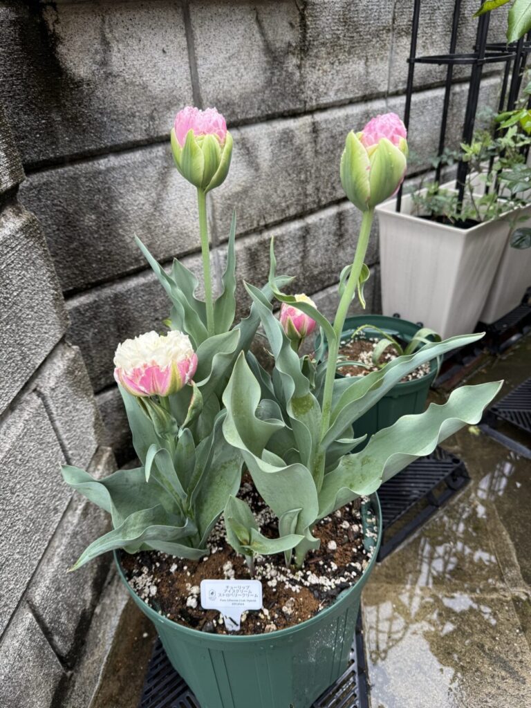 チューリップ・アイスクリーム