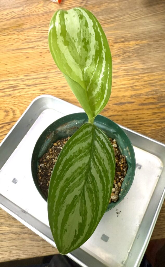 アグラオネマ・ニティドゥム・カーティシー