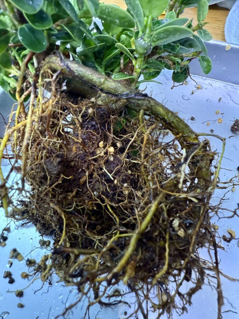 パンダガジュマル