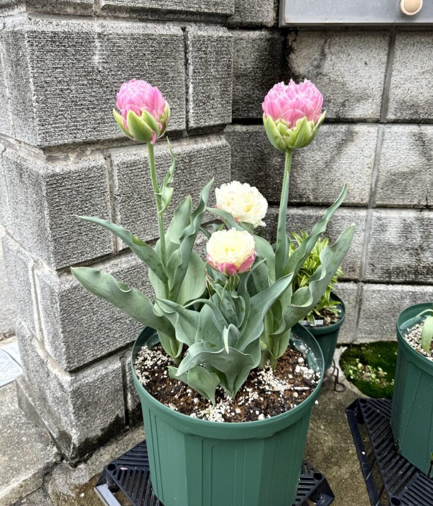 チューリップ・アイスクリーム