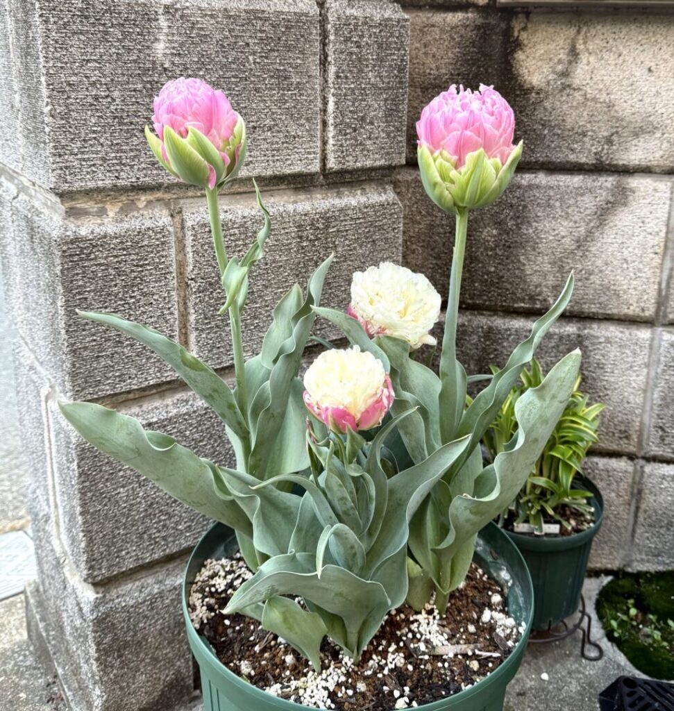チューリップ・アイスクリーム