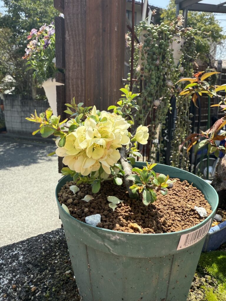 長寿梅