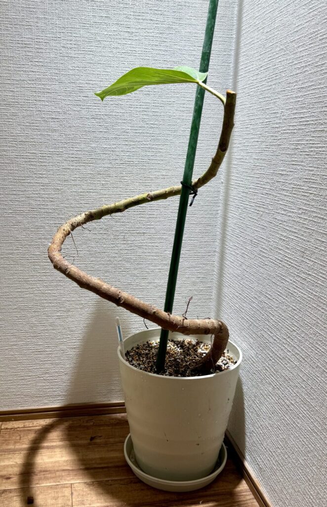 フィカス・アルテシマ