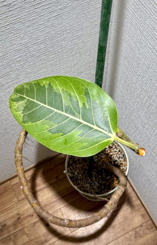 フィカス・アルテシマ