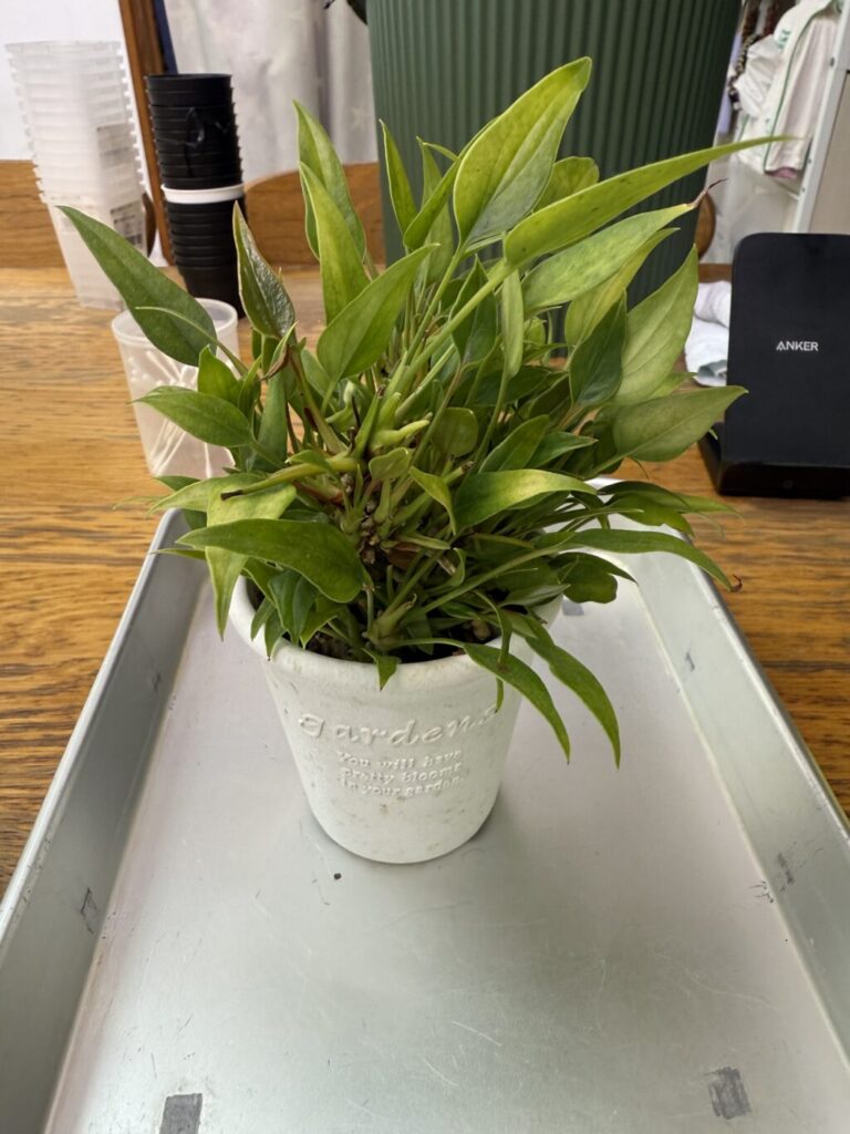 アンスリウム・紅かんざし