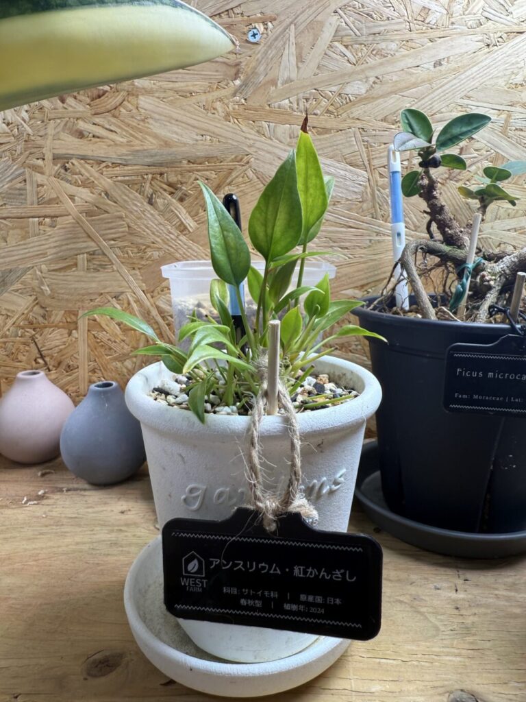 アンスリウム・紅かんざし