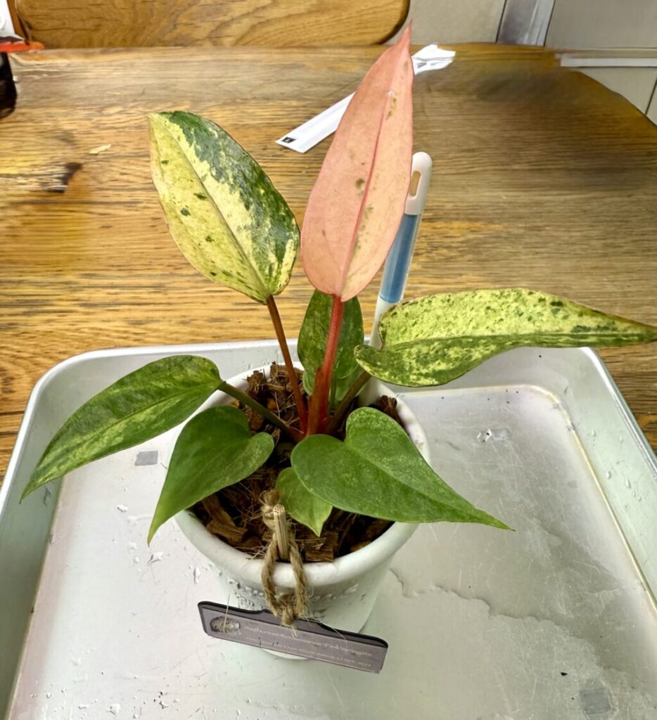 アンスリウム・ルネッサンス “ピンクバリエガーター”