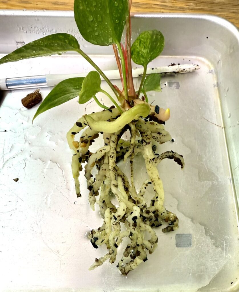 アンスリウム・ルネッサンス “ピンクバリエガーター”