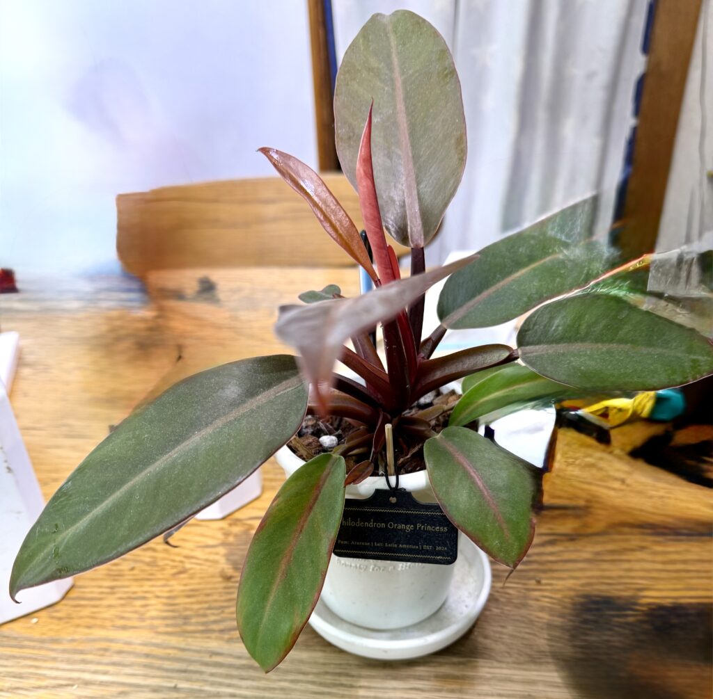 フィロデンドロン・オレンジプリンセス