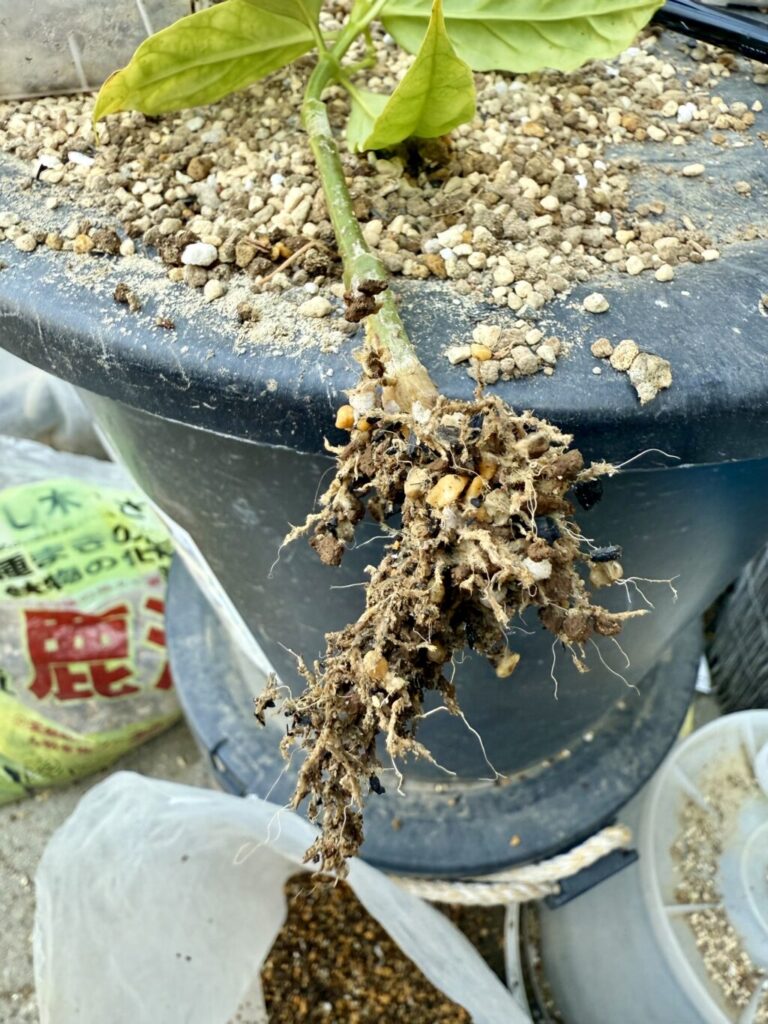 ホヤ・デシプラエ