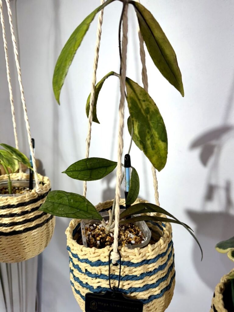 ホヤ・クレメンシオラム