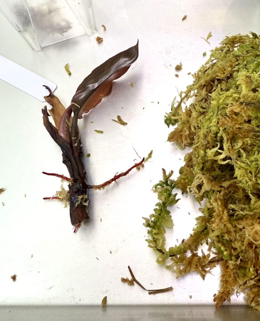 フィロデンドロン・ブラックカーディナル“バリエガーター“