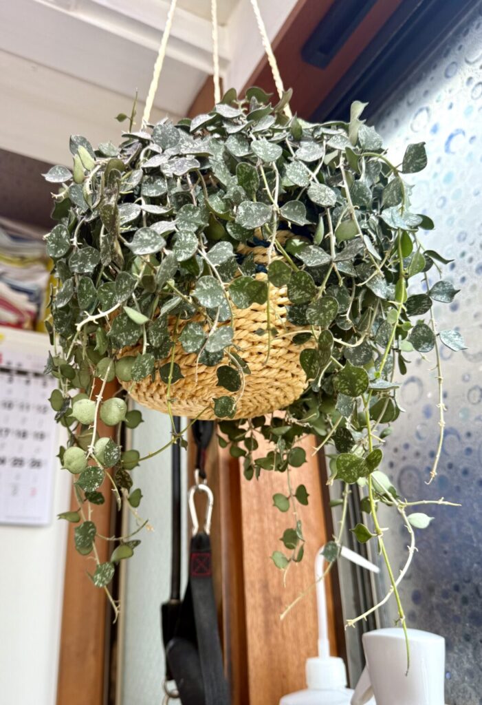 ホヤ・カーティシー