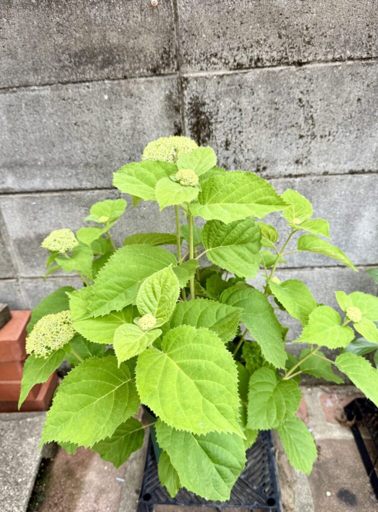 アジサイ・アナベル“プティクリーム“