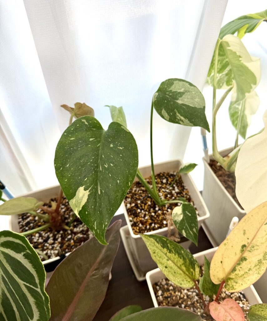 モンステラ・バールマルクスフレーム“バリエガーター“