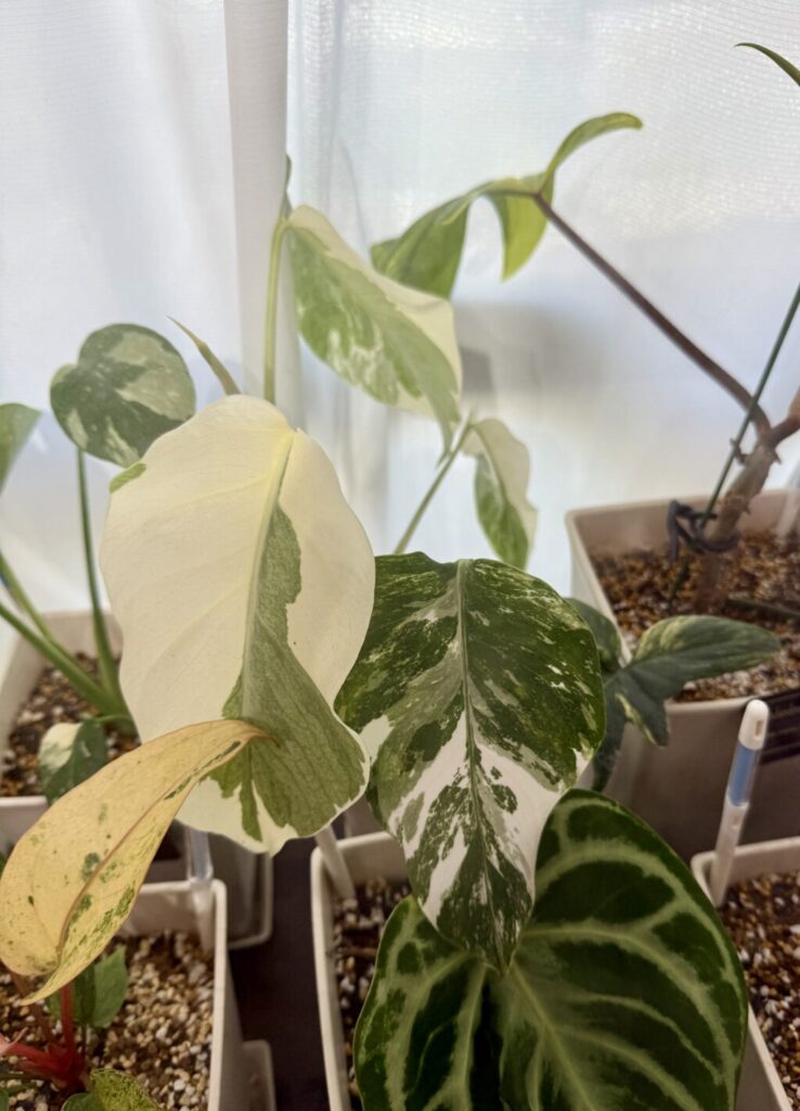 モンステラ・ボルシギアナ“ホワイトタイガー“