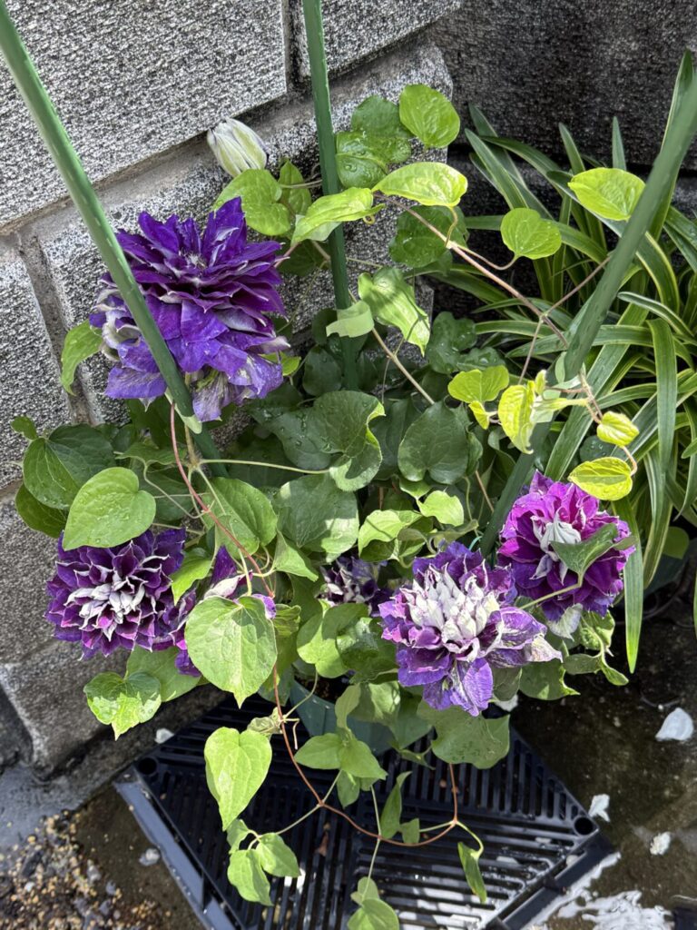 クレマチス・新紫玉
