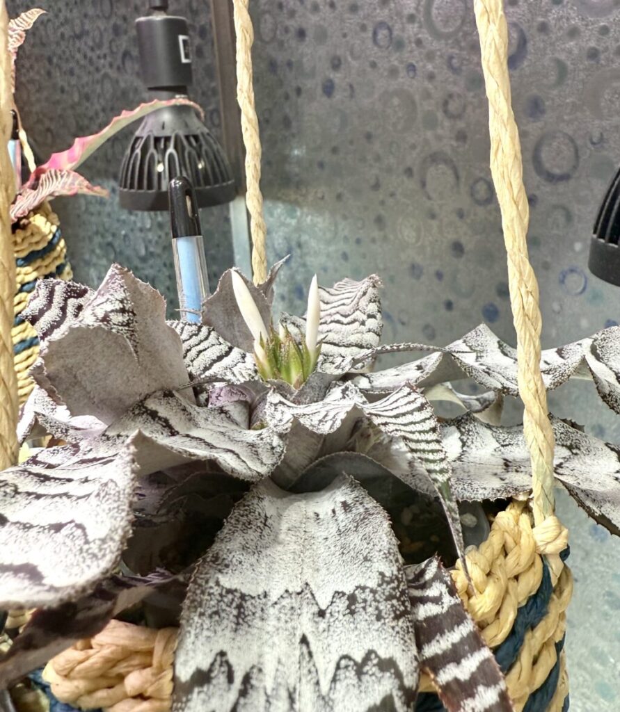 クリプタンサス・アブソリュートゼロ