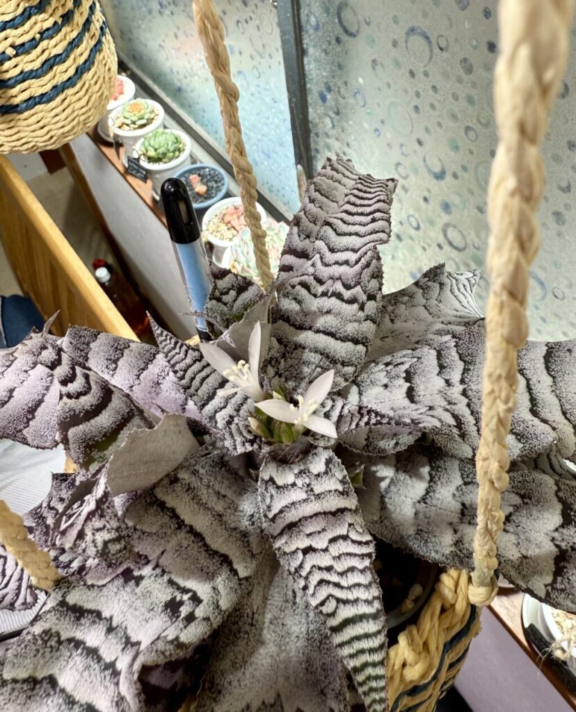 クリプタンサス・アブソリュートゼロ