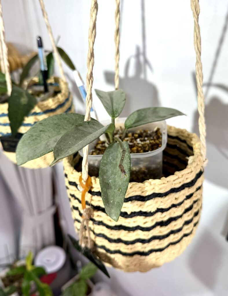 ホヤちょいレア追加！ | のんブログ