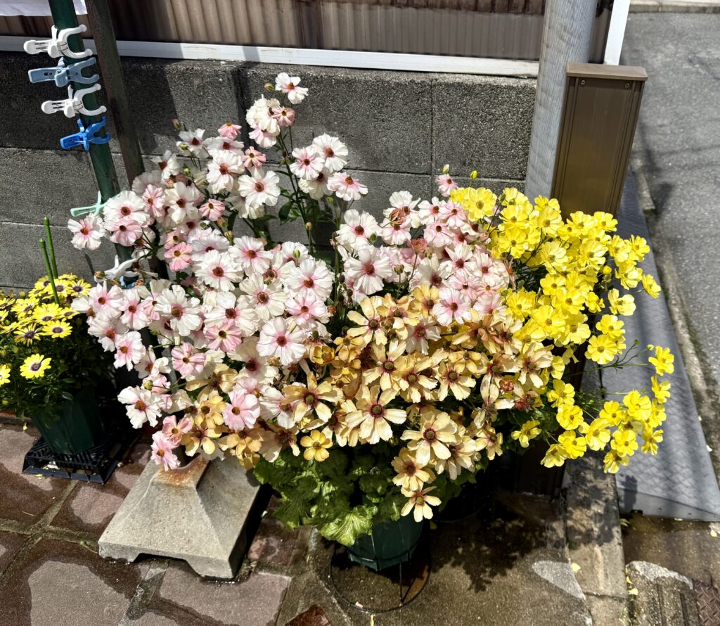 ラナンキュラス・ラックス