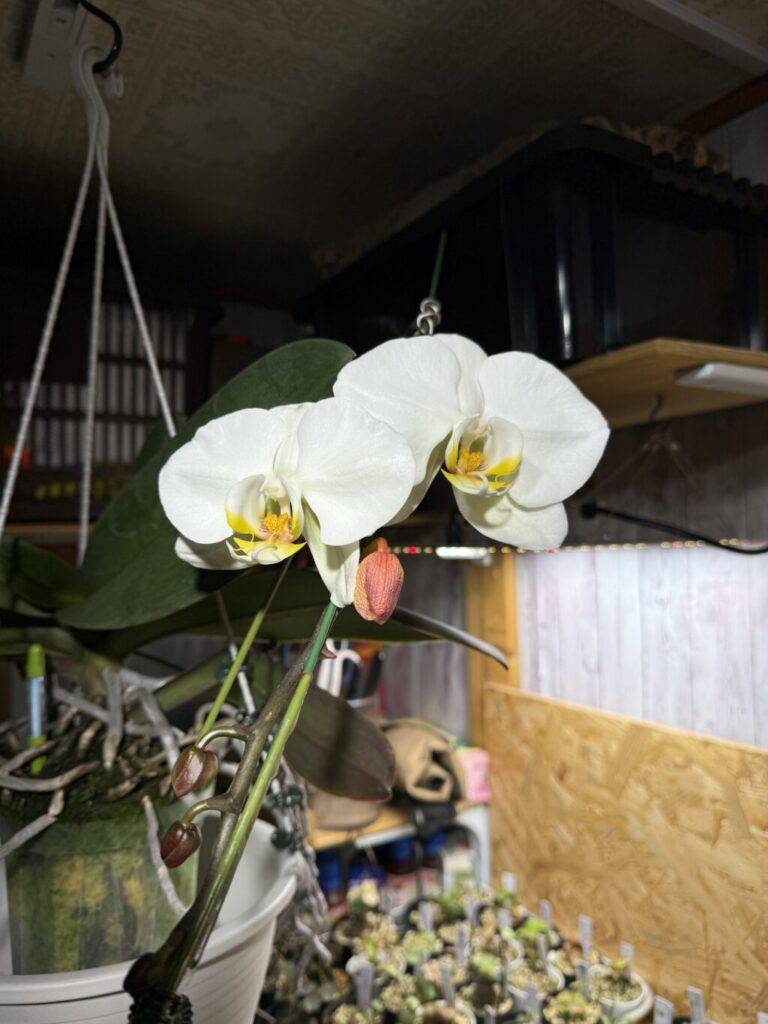 胡蝶蘭