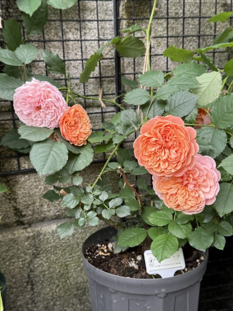シルクロード