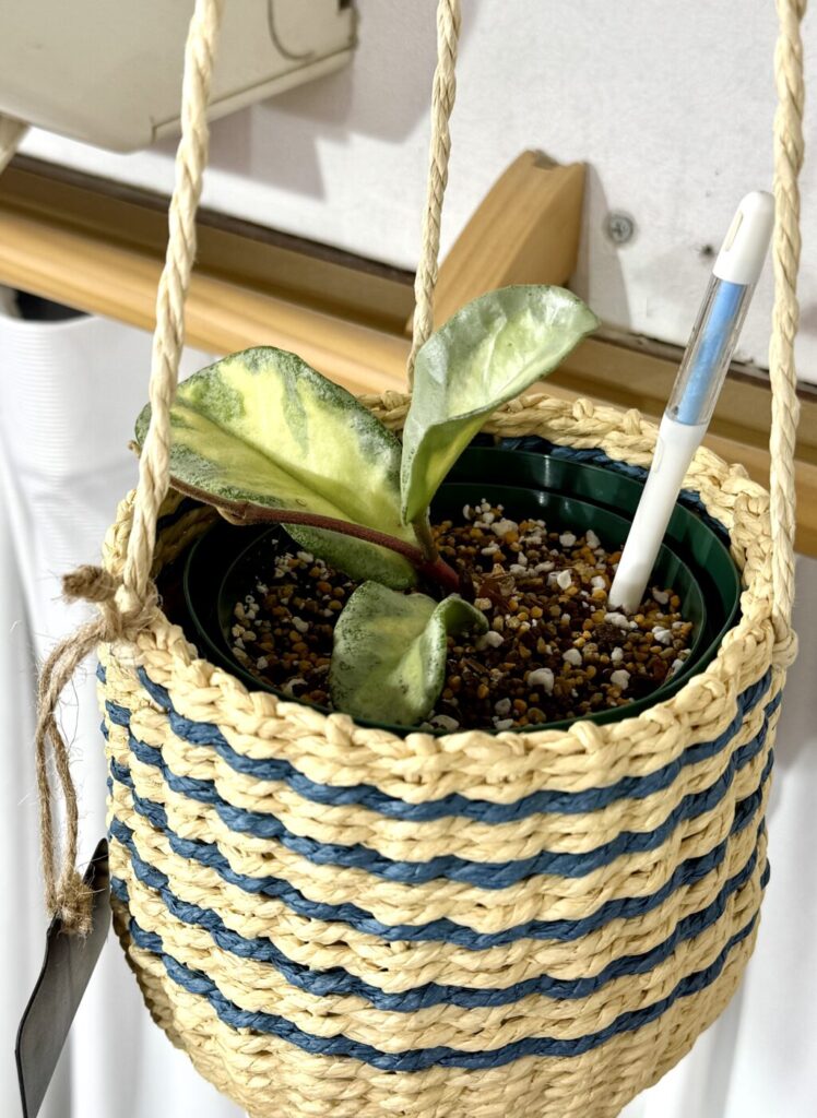 ホヤ・アルゲンティアプリンセス