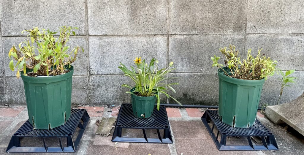 キク科の植物