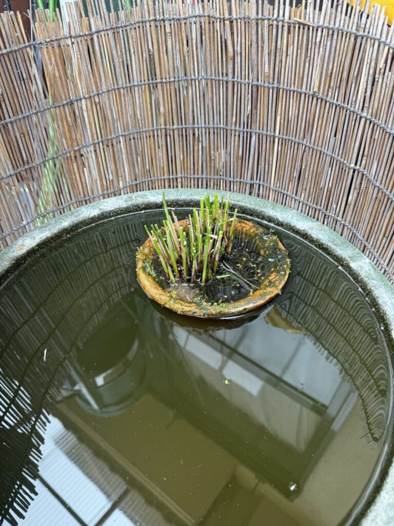 シペラス