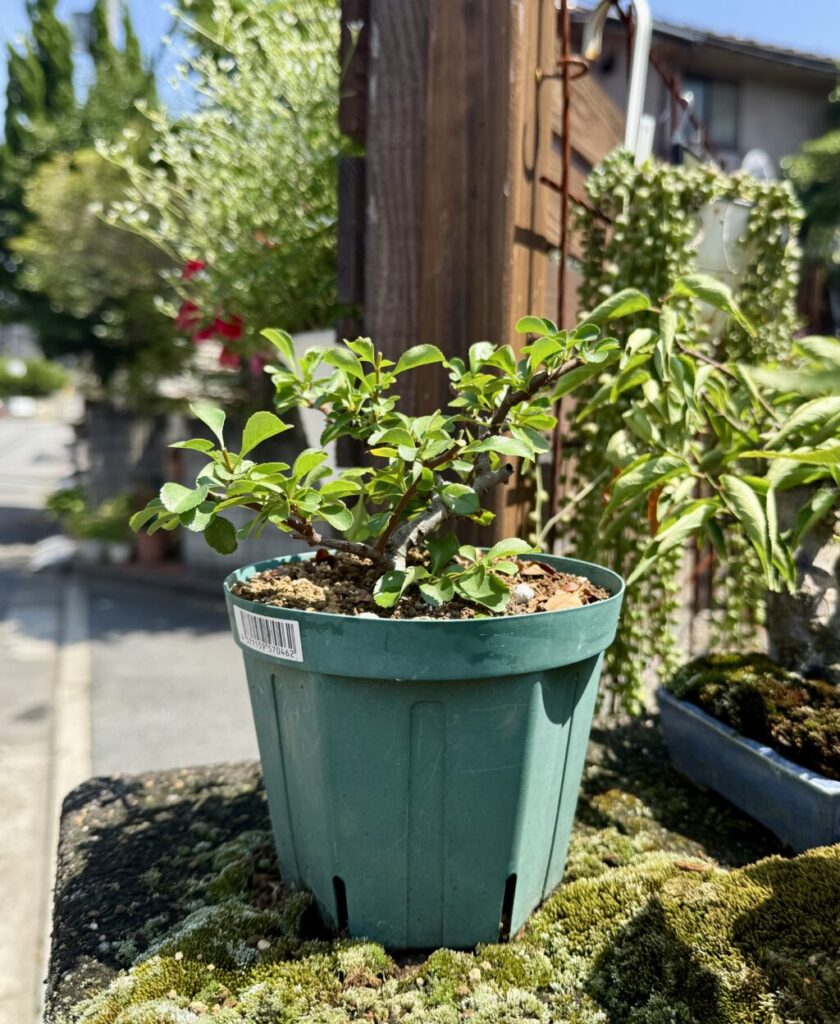 長寿梅