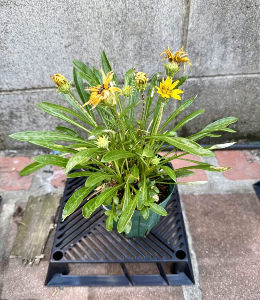 ガザニア