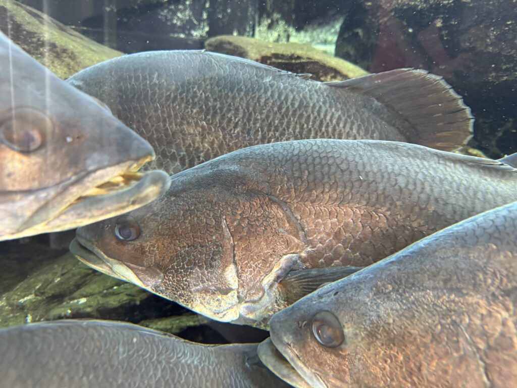 四国水族館