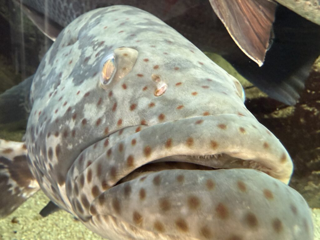 四国水族館
