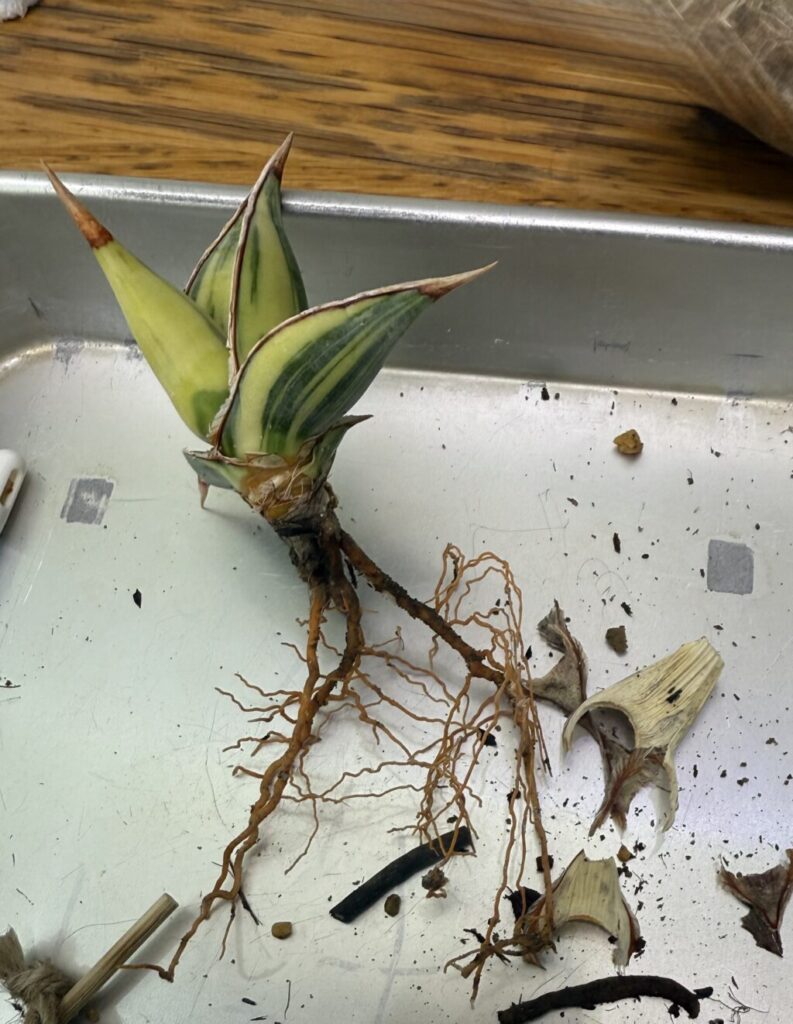 サンスベリア・ピングイキュラ "バリエガータ"