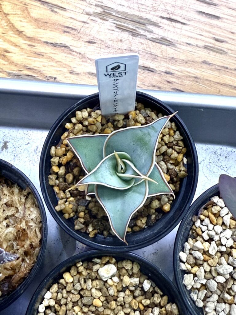 サンスベリア・ピングイキュラ