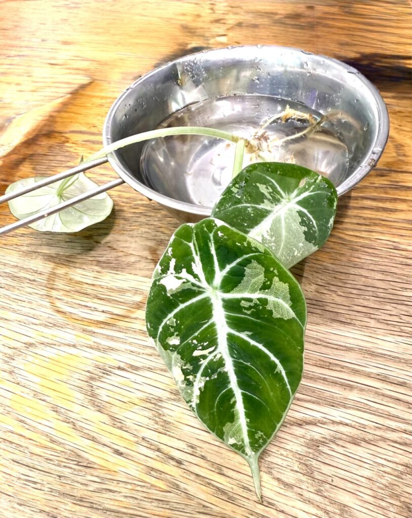 アロカシア・ブラックベルベット（ピンク斑）