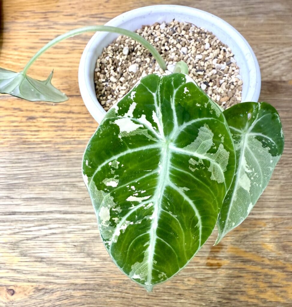 アロカシア・ブラックベルベット（ピンク斑）