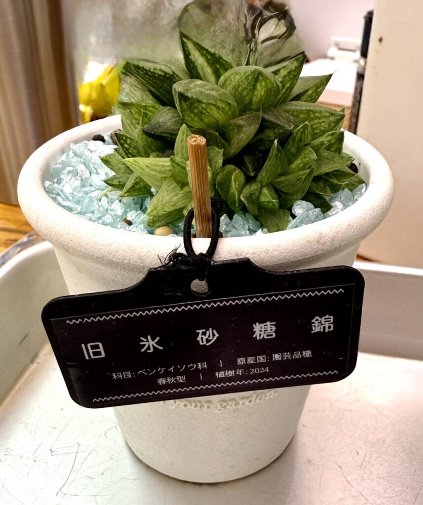 旧氷砂糖錦