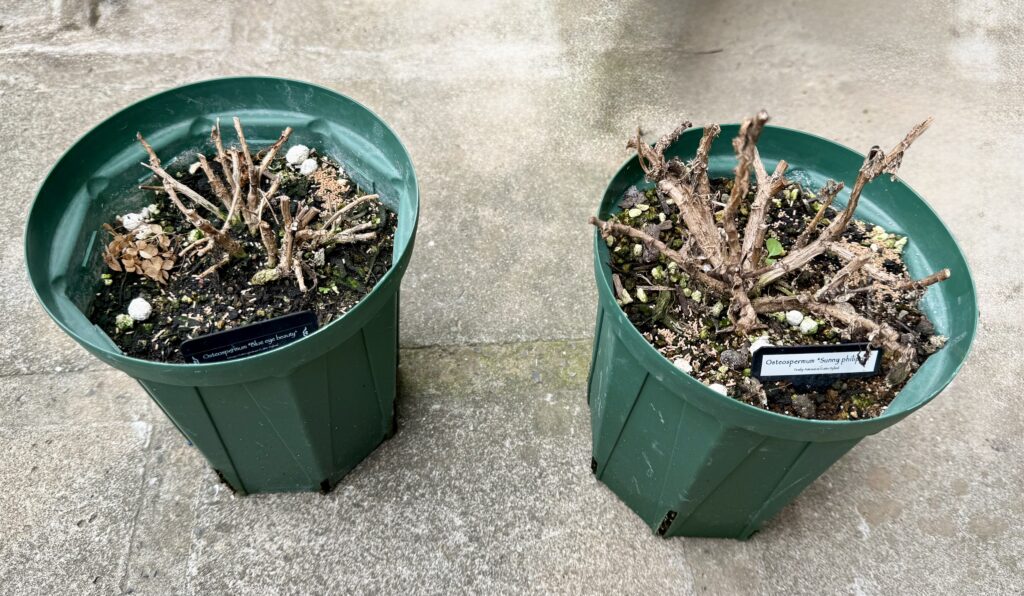 オステオスペルマム