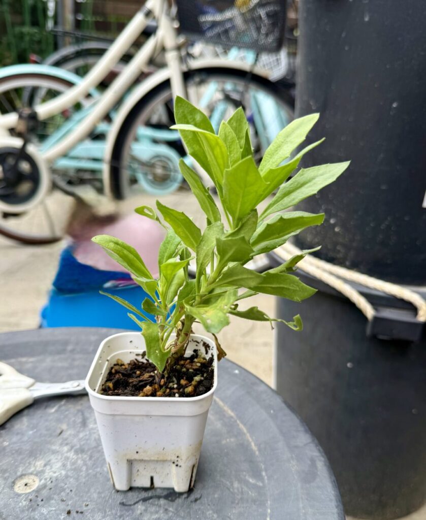 オステオスペルマム・サニーフィリップ