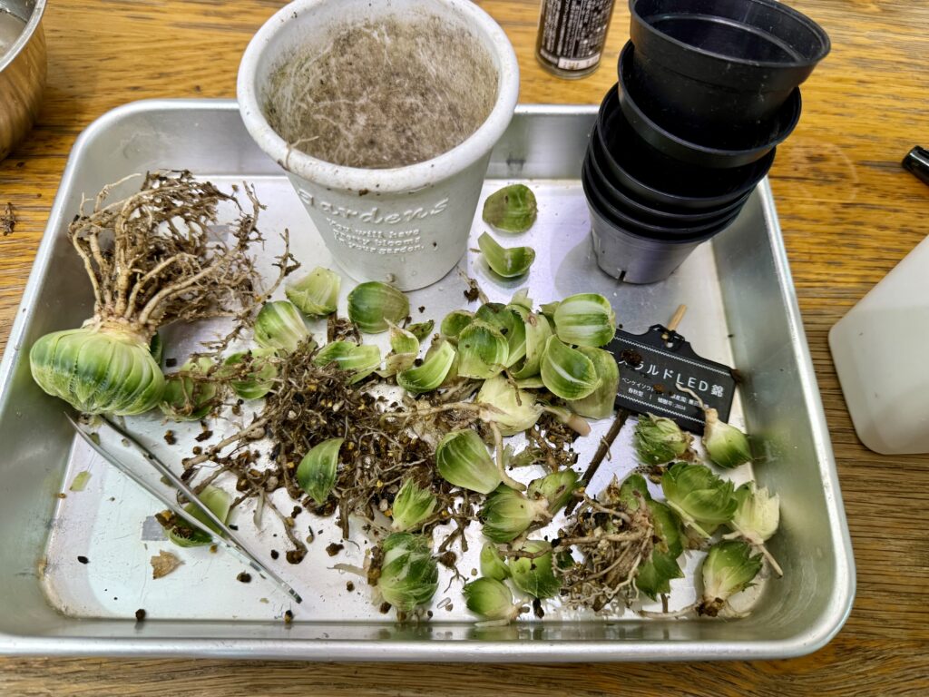 エメラルドLED錦