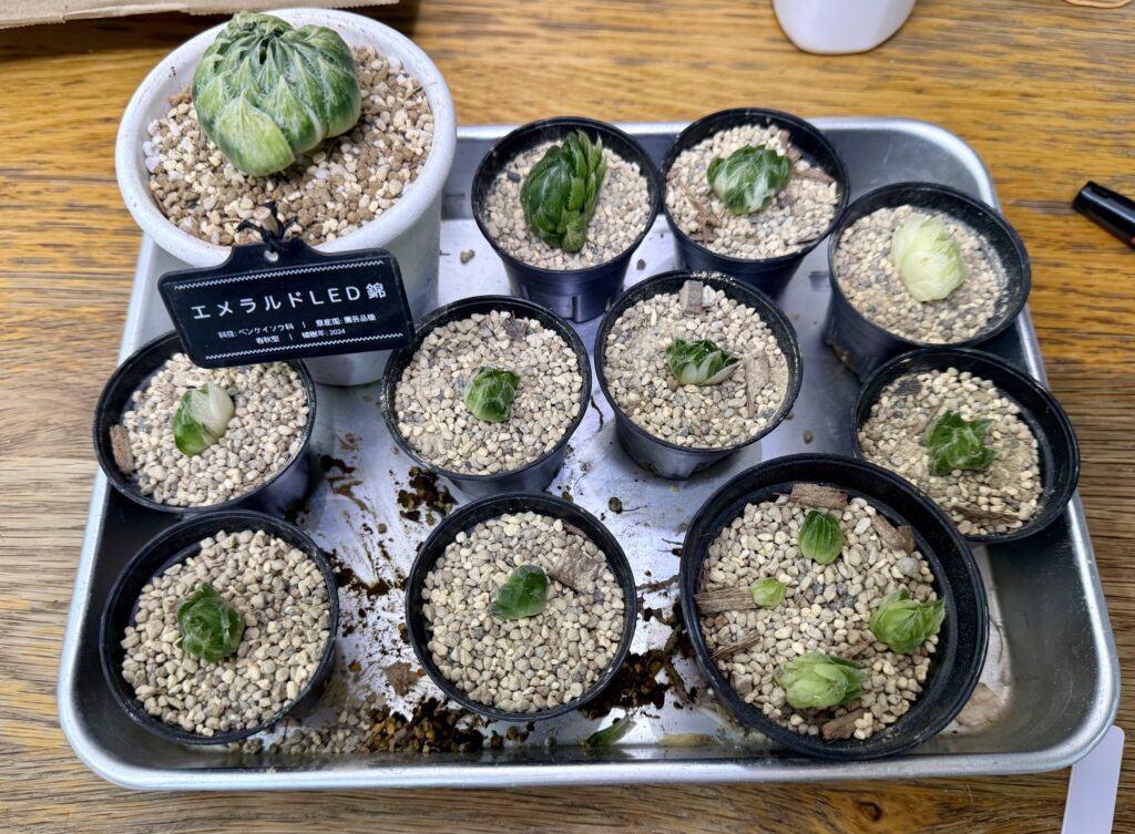 エメラルドLED錦