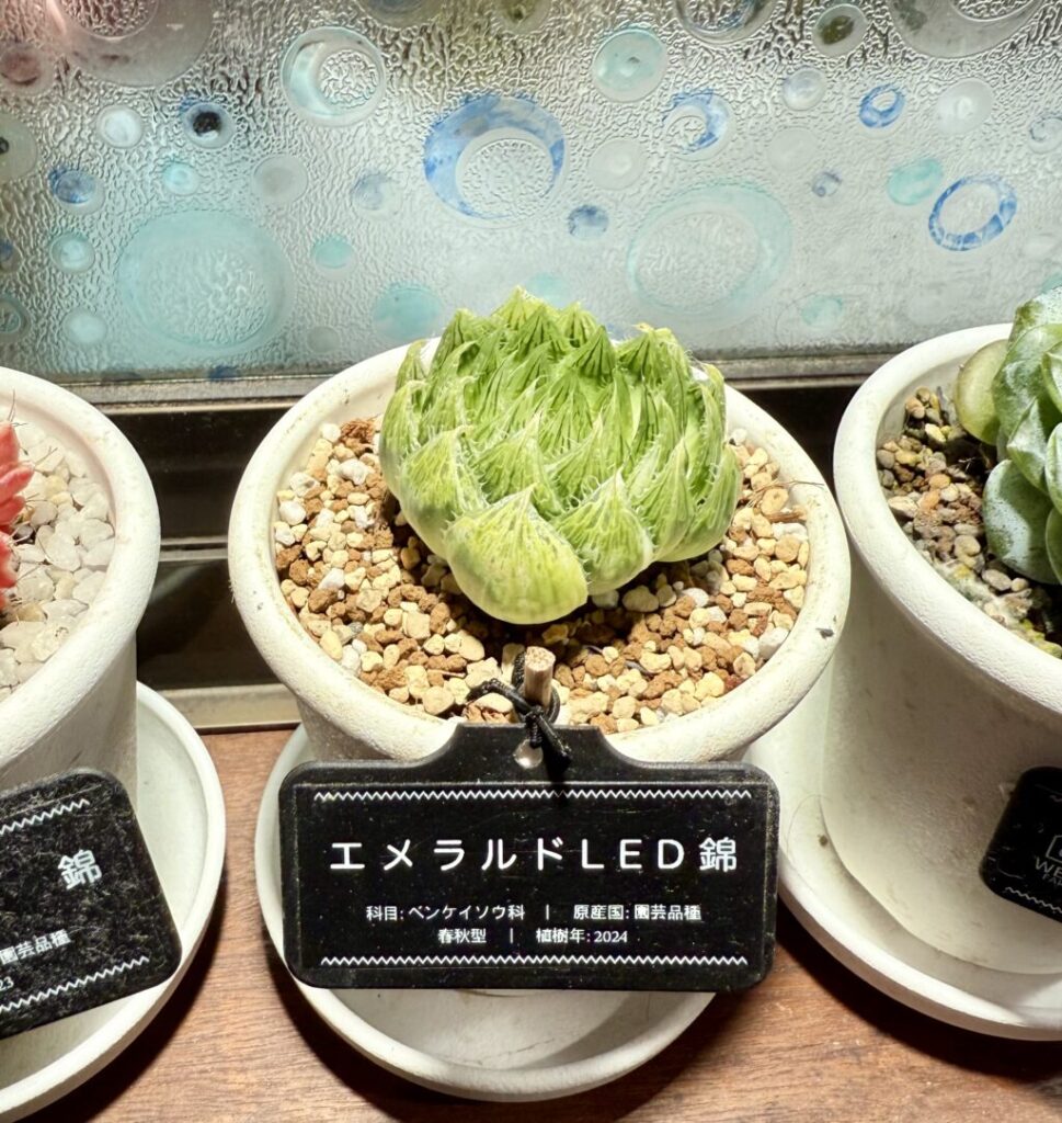 エメラルドLED錦